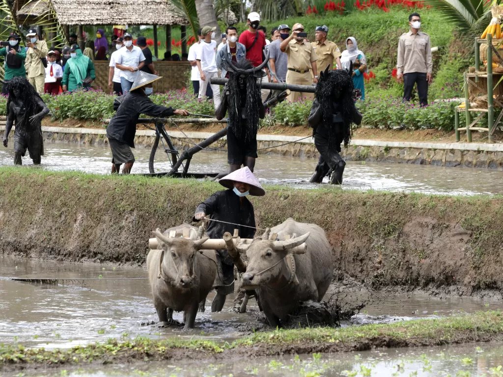 Petani membajak sawah menggunakan kerbau dan tradisi kebo-keboan (ANTARA FOTO/Budi Candra Setya)
