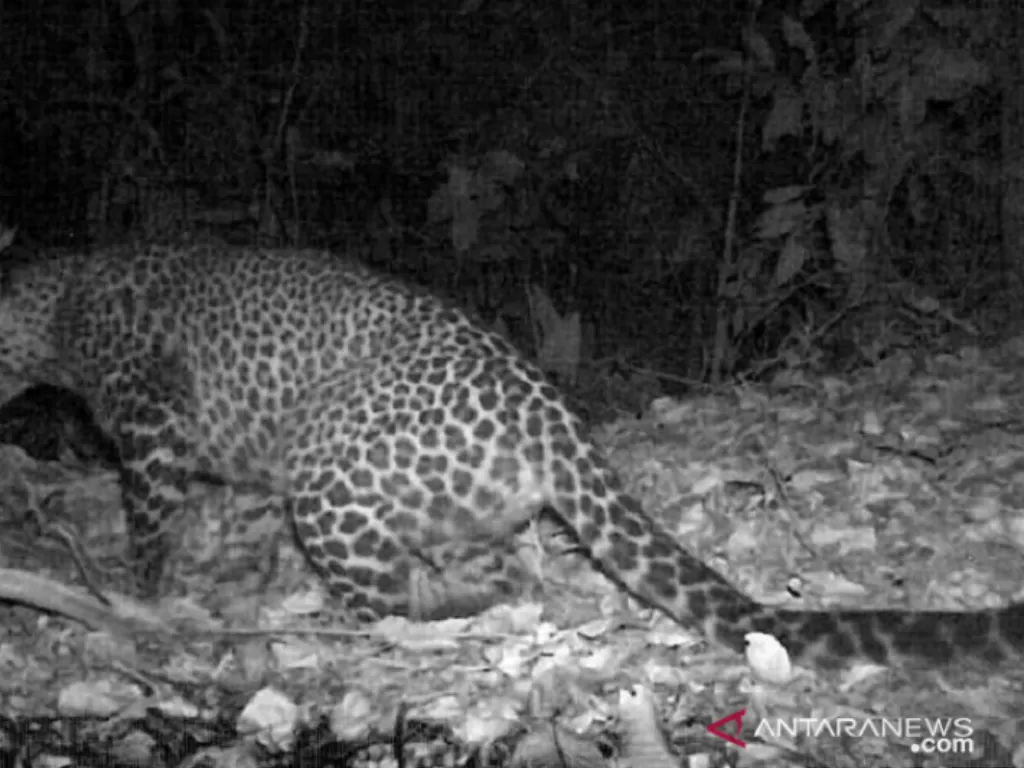 Macan tutul jawa terekam kamera jebak berkeliaran di hutan Gunung Sanggabuana, Karawang, Jawa Barat. (ANTARA/Dok. Dedi Mulyadi)