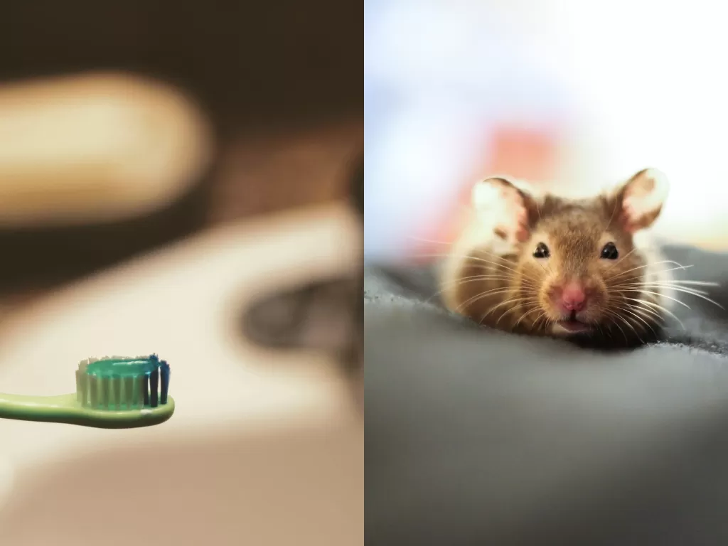 Ilustrasi pasta gigi dan tikus. (Unsplash)