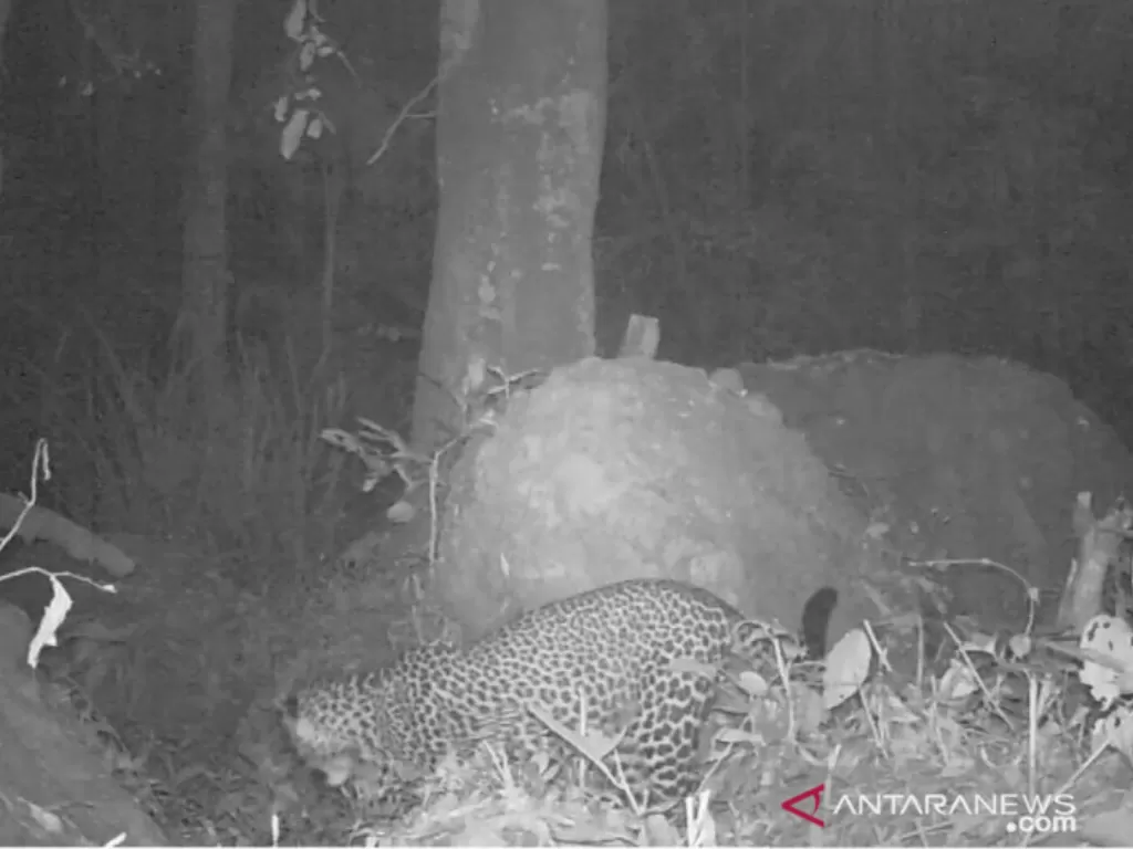 Macan tutul terekam kamera berkeliaran di kawasan hutan Gunung Sanggabuana Karawang. ANTARA/dok Dedi Mulyadi