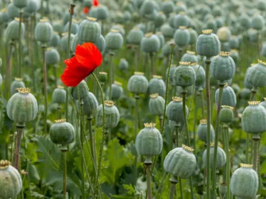 Bunga Poppy bahan baku opium yang banyak tumbuh di Afghanistan. (dovetail.org.au)