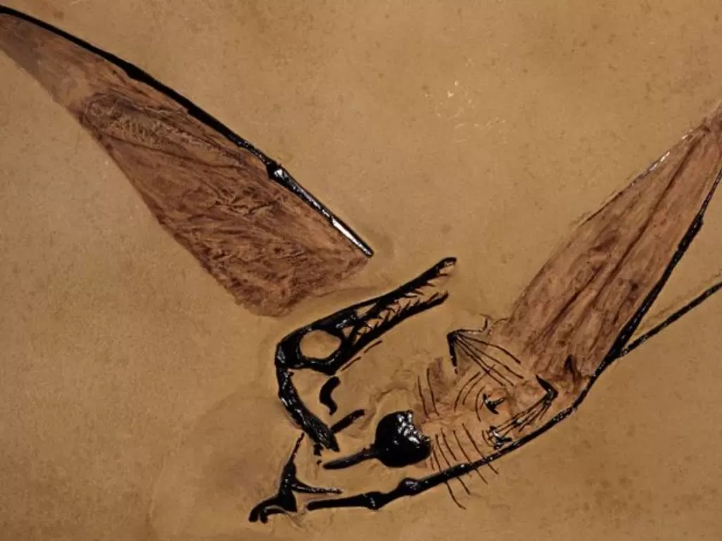 Penemuan fosil naga terbang. (photo/Dok. Live Science)