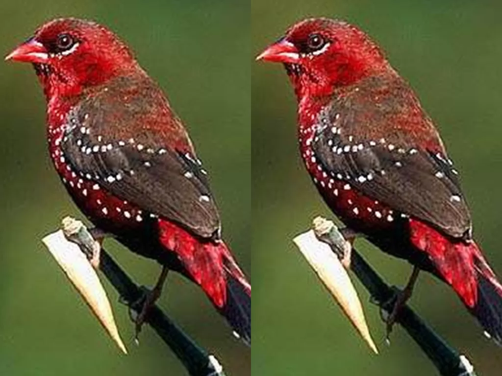 Burung Pipit. (photo/Dok. Wikipedia)