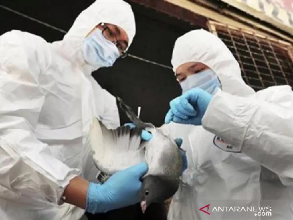 Tenaga kesehatan di China memeriksa unggas untuk mencegah penyebaran flu burung. (ANTARA/Reuters)