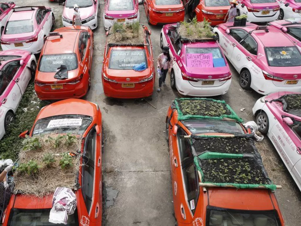 Tampilan atap taksi yang diubah jadi kebun sayur. (photo/Dok. BBC)