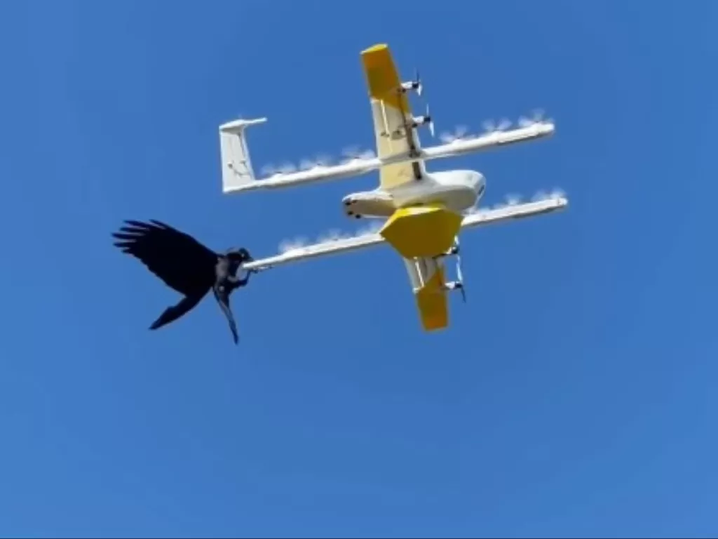 Seekor burung gagak menyerang drone. (Photo/YouTube)