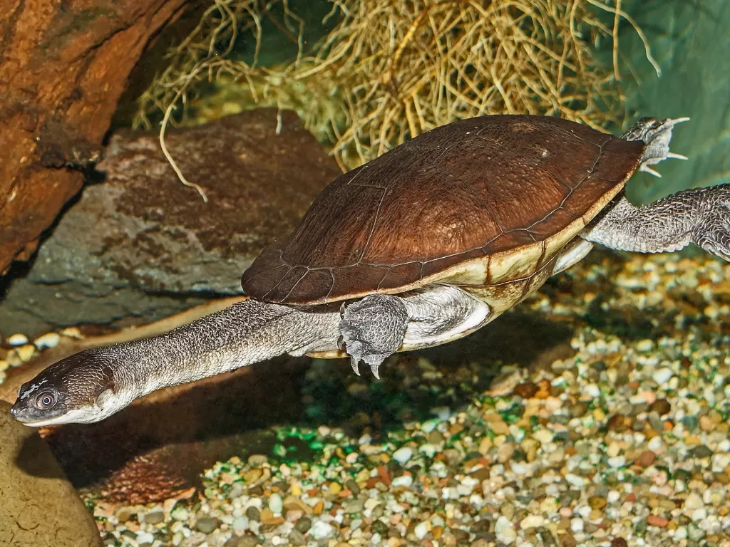 Kura-kura leher ular Rote. (photo/Dok. Wikipedia)