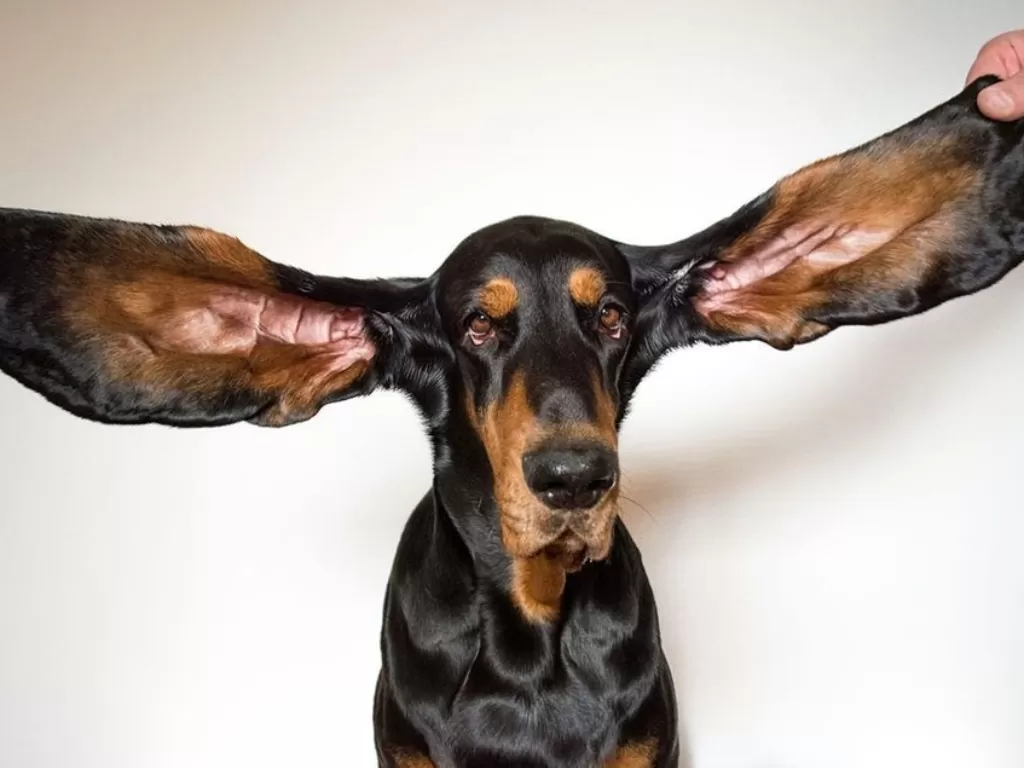 Potret anjing dengan telinga terpanjang di dunia. (Instagram/guinnessworldrecords)