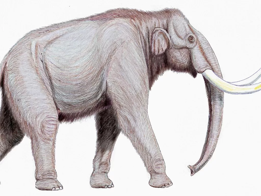 Mammoth. (photo/Dok. Wikipedia)