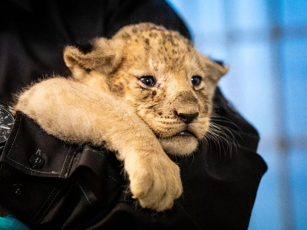 Bayi singa yang baru lahir terlihat di Kebun Binatang Kopenhagen, di Kopenhagen, Denmark, Senin (27/9/2021). (photo/Ritzau Scanpix/Ida Marie Odgaard via REUTERS)