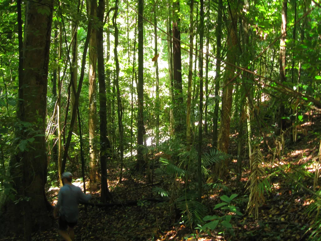 Hutan Draintree. (photo/Dok. Wikipedia)