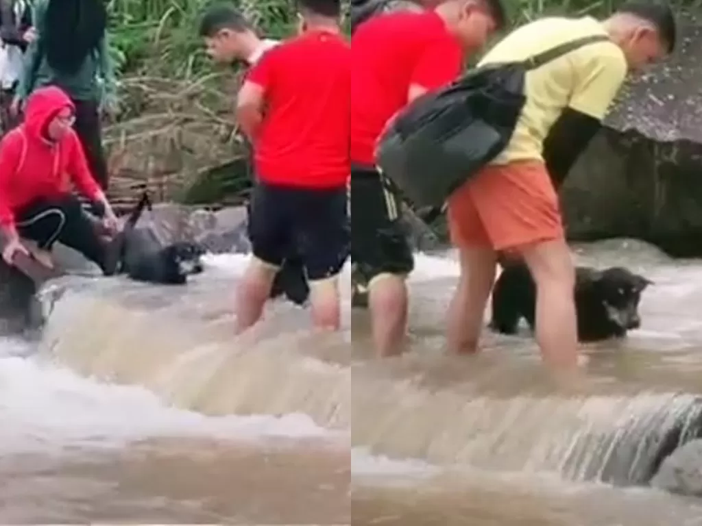 Kelompok wisatawan membantu seekor anjing menyebrang sungai. (Photo/TikTok/@imhakim0305)