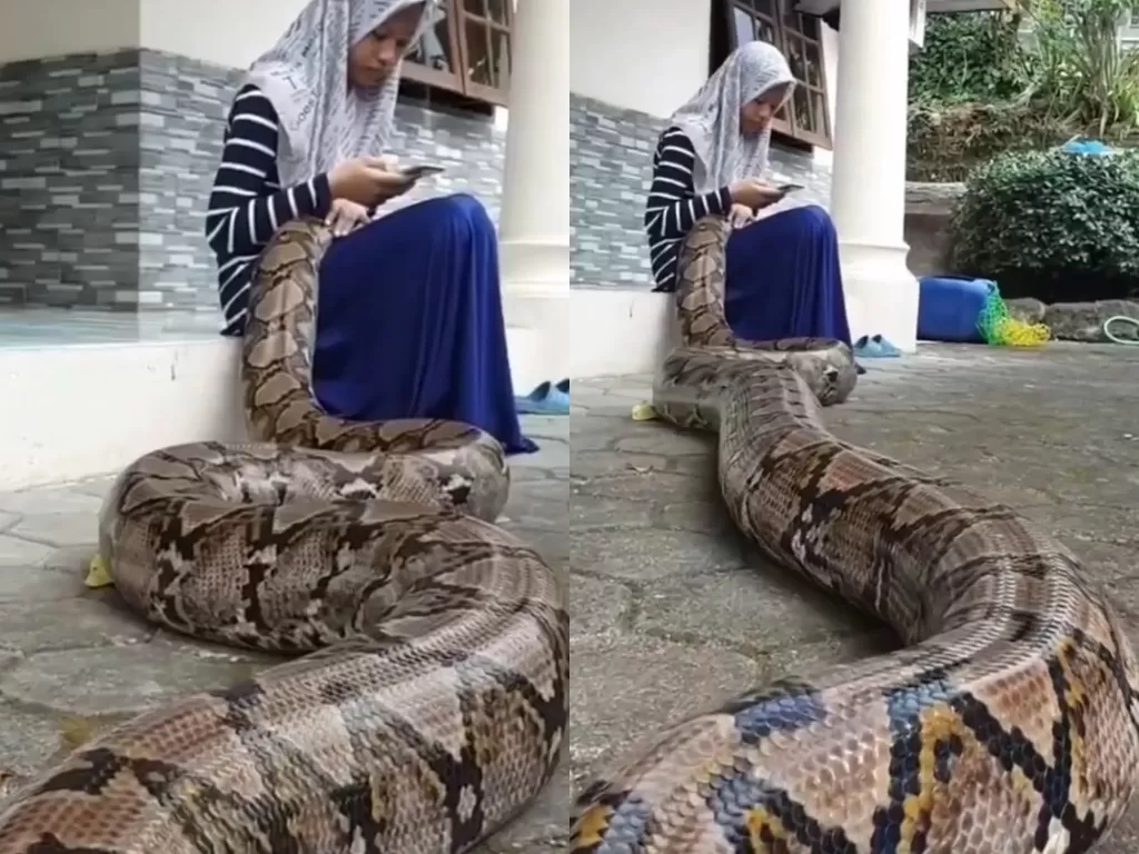 Video ular raksasa nyantai di pangkuan gadis ini. (Photo/Instagram/@yournaturegram)