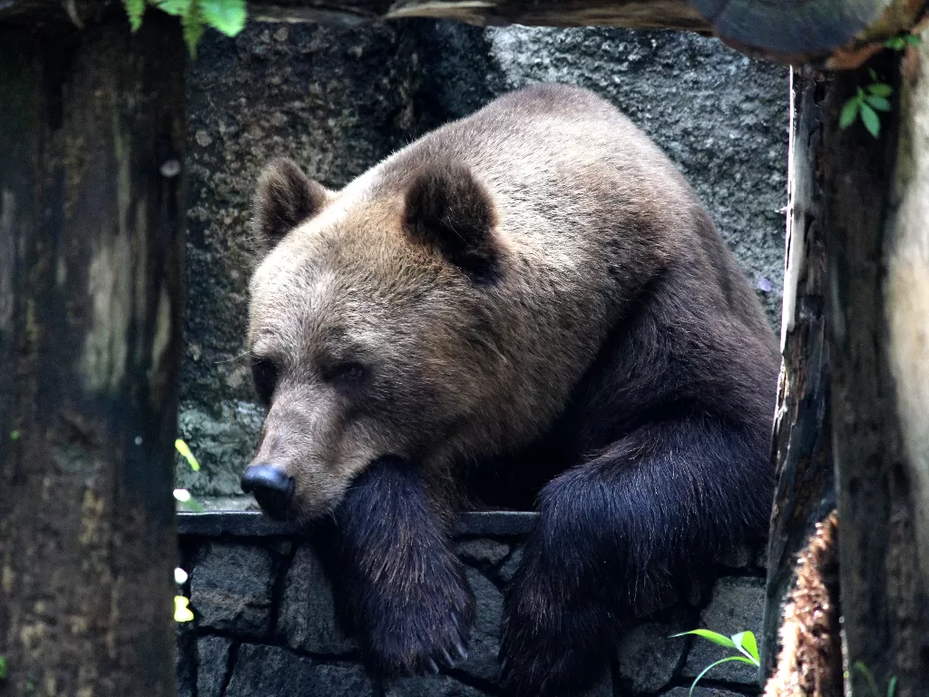 Beruang. (photo/Ilustrasi/Pexels/Pixabay)