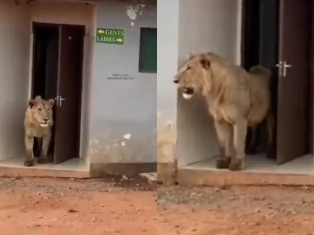 Seekor singa keluar dari toilet. (Photo/Twitter/@WildLense_India)