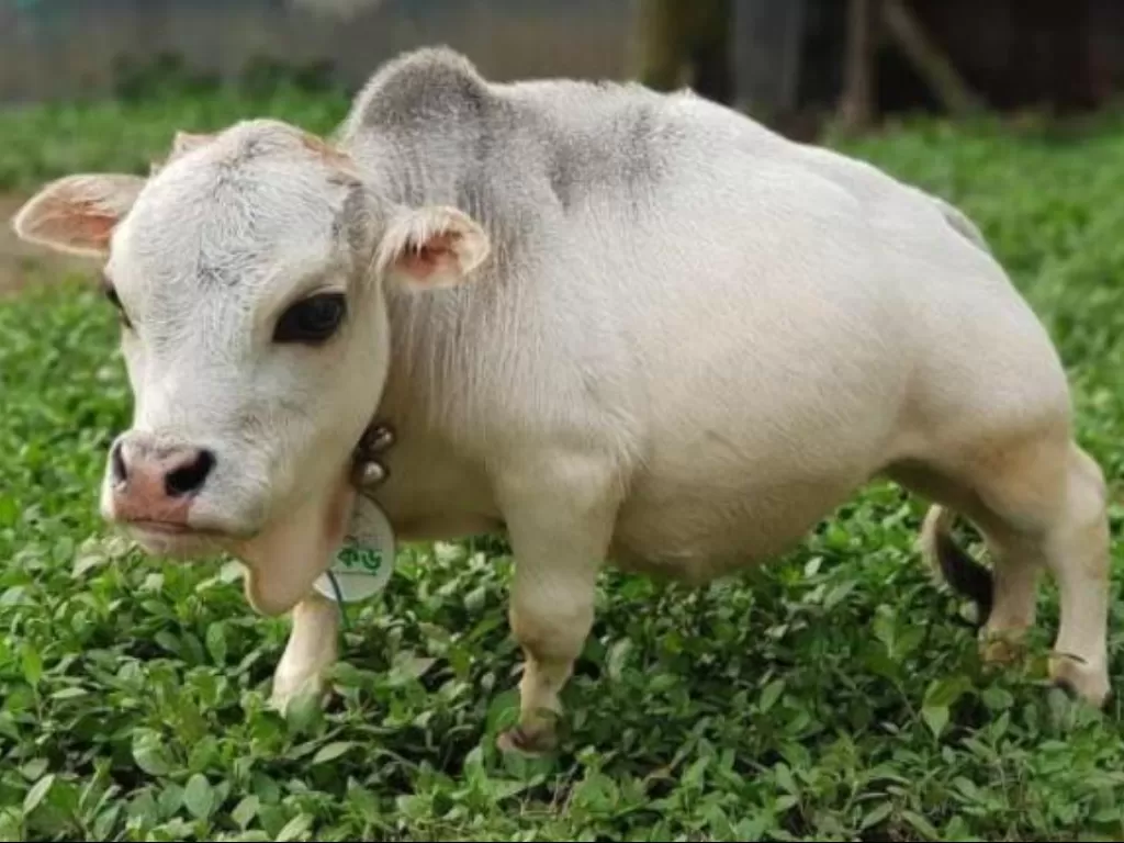 Sapi bernama Rani yang dinobatkan sebagai sapi terkerdil di dunia. (Photo/India Times)