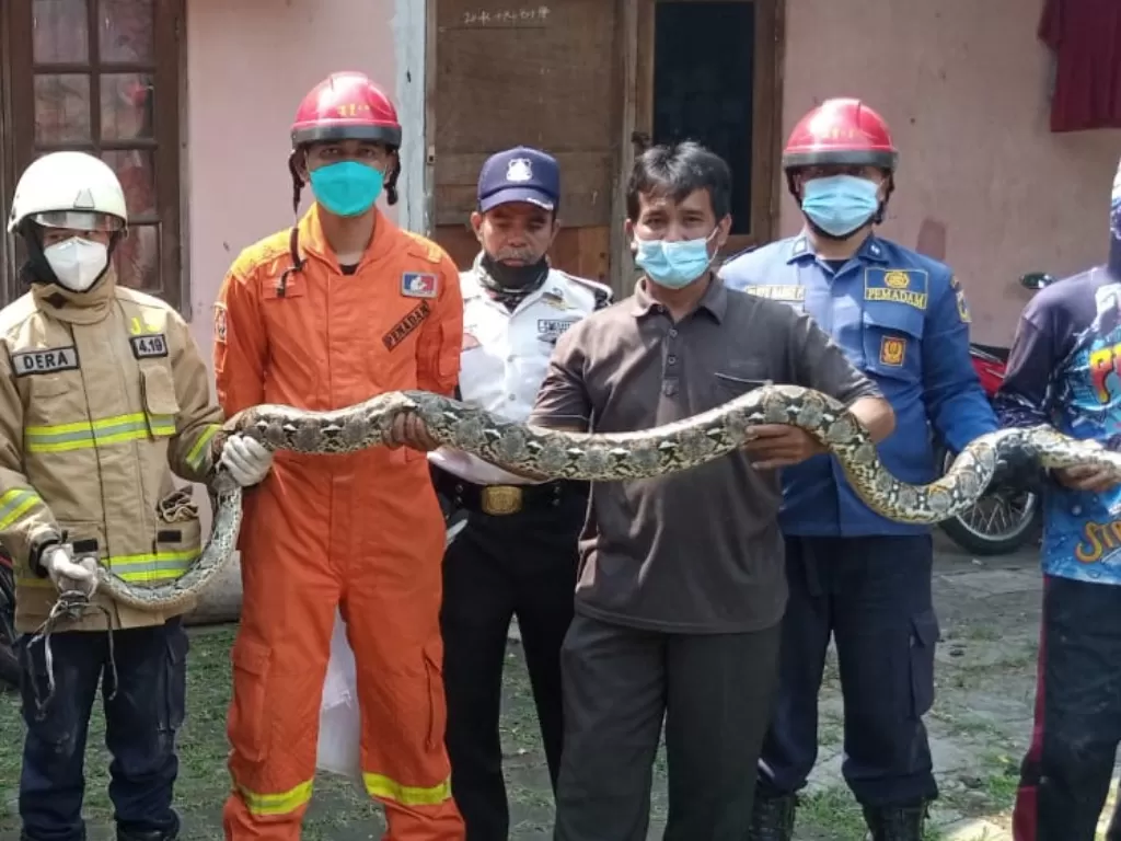 Evakuasi ular sanca 3 meter di Pasar Minggu, Jakarta Selatan. (Dok. Humas Damkar DKI)