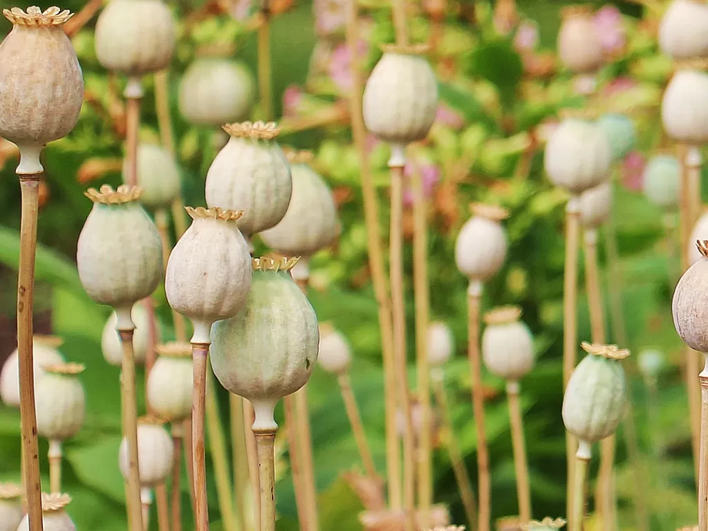 Ilustrasi tanaman opium (Pixabay)