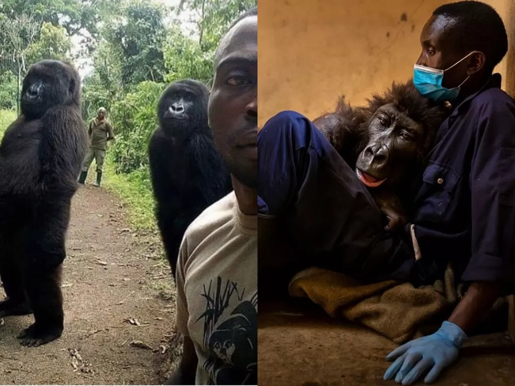 Gorila gunung yang menggemaskan ini meninggal di usia 14 tahun. (Photo/Twitter/Instagram)