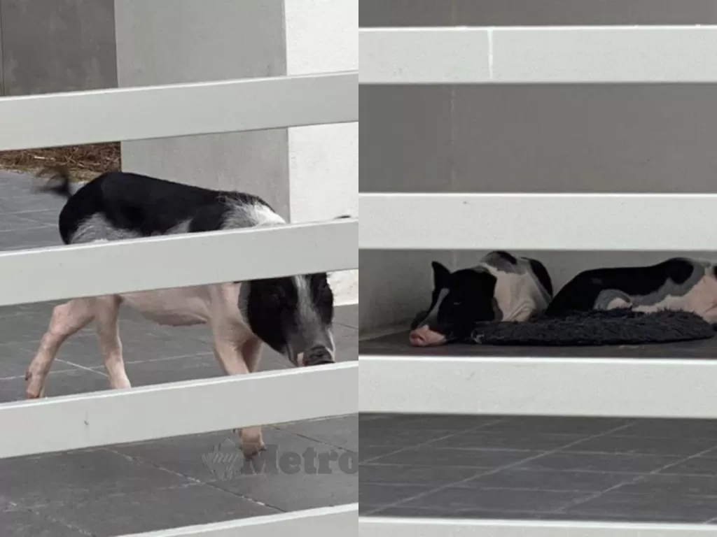 Dua ekor babi yang ditinggalkan majikannya di sebuah rumah kontrakan di Taman Tasek Mutiara, Seberang Perai, Penang (Harian Metro)