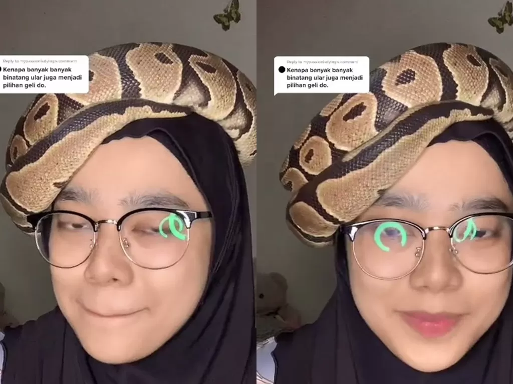 Wanita asal Malaysia yang hobi pelihara berbagai jenis binatang. (TikTok/kakakrapto)
