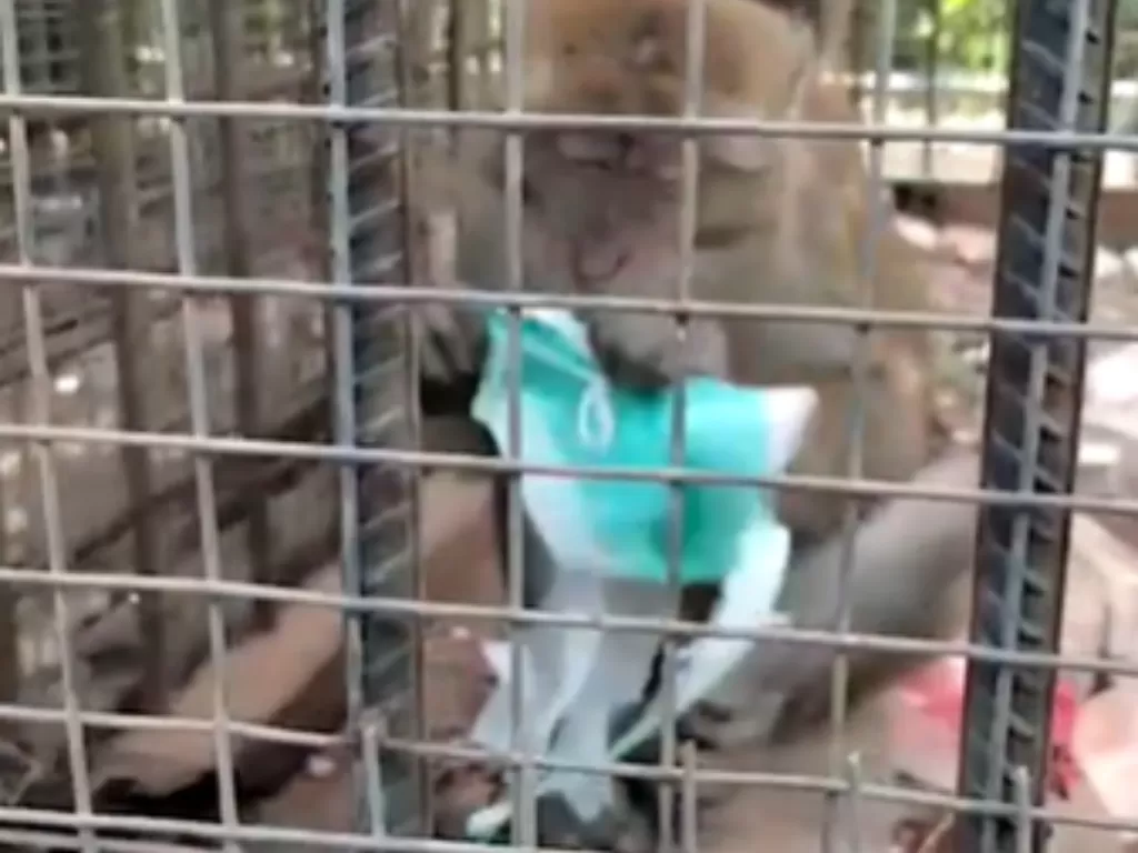 Seekor monyet makan masker di Lapangan Karangpawitan 2, Kecamatan Karawang Barat, Karawang. (Ist)
