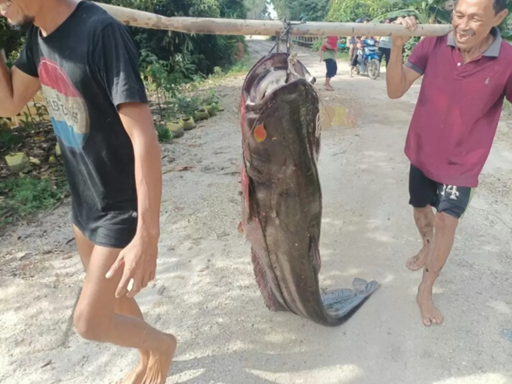 Ikan tapah raksasa ditangkap di Sungai Kapuas (Dok. Endi Ardania)