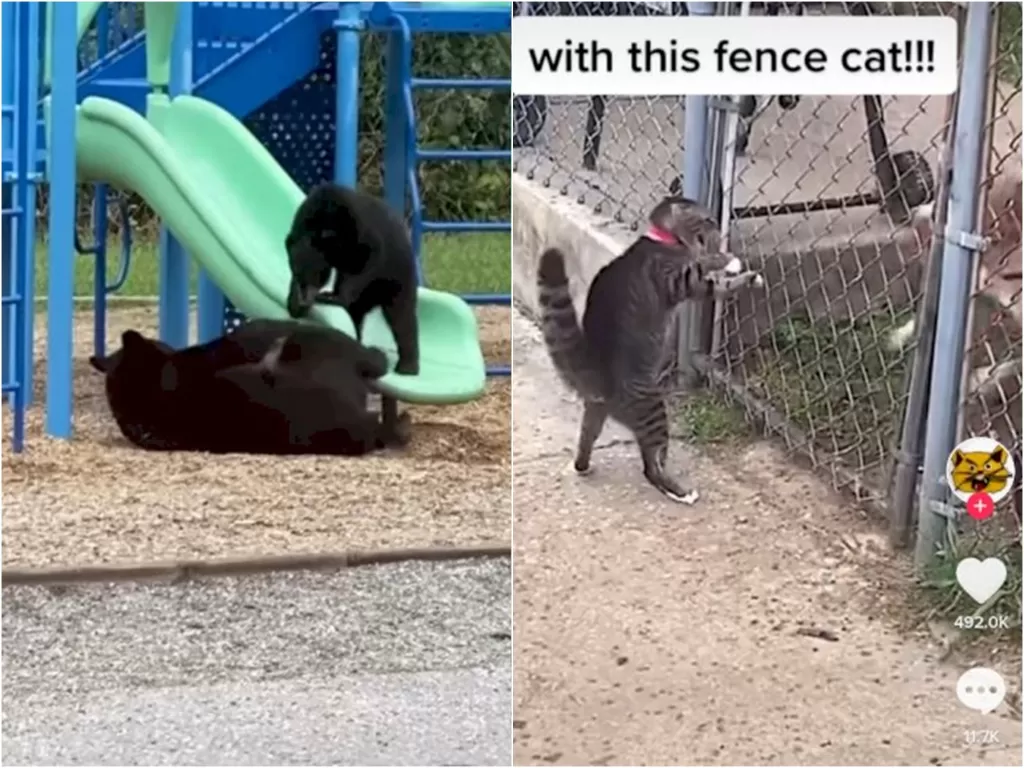 Video beruang main papan luncur. (Facebook/Betsie Stockslager Emry) dan kucing berantem. (Tiktok/@cotton3611).