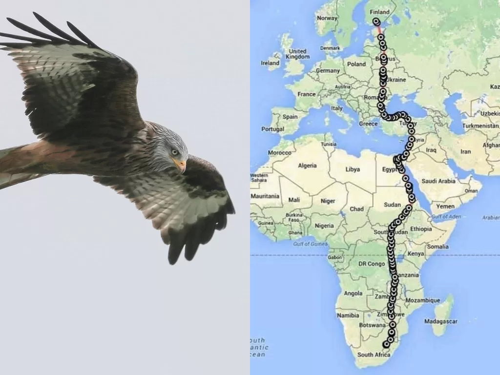 Seekor Elang Falcon berimgrasi selama 42 hari dengan terbang secara lurus. (Photo/Twitter)
