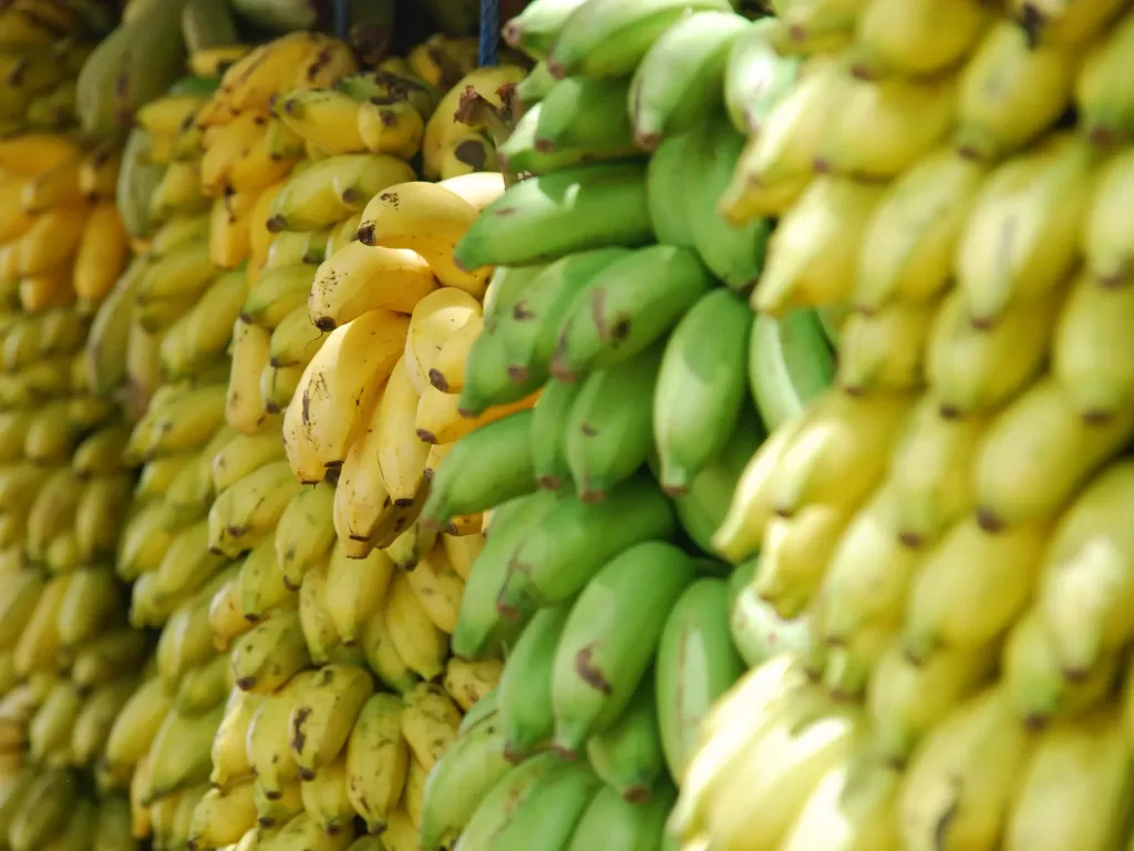 Ilustrasi pohon pisang. (Photo/Ilustrasi/Unsplash)