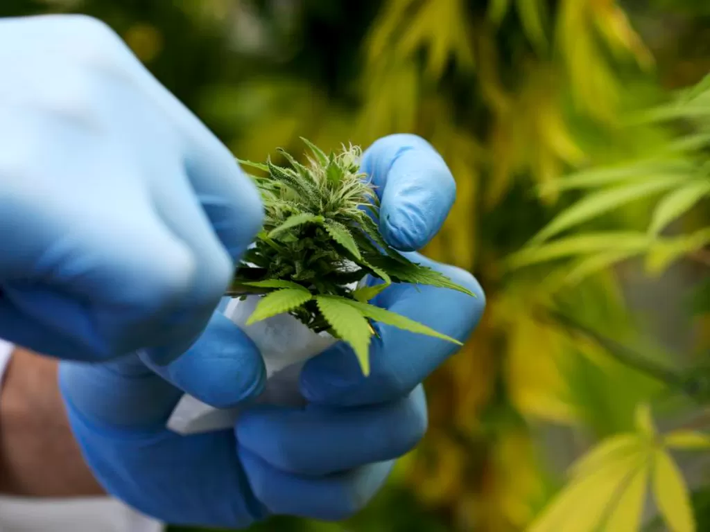  Ilustrasi. Seorang asisten produksi mengumpulkan tanaman Cannabis di pertanian milik negara di Rovigo Venesia, 22 September 2014. (photo/REUTERS/Ilustrasi)
