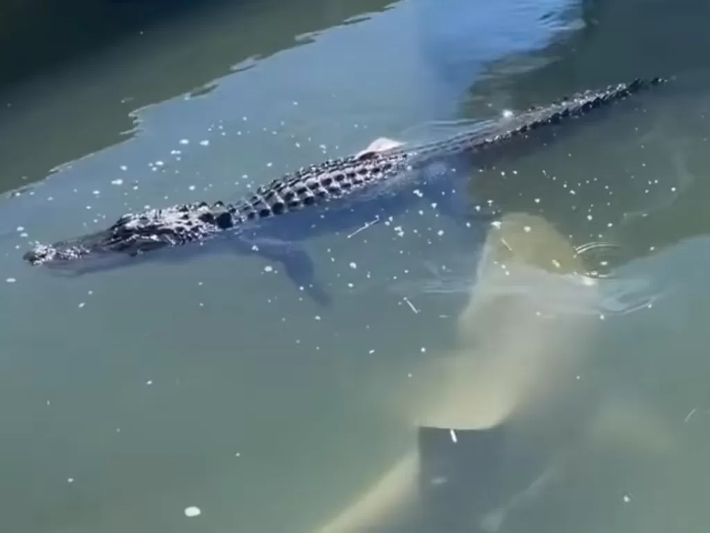 Video buaya dan hiu yang saling merebutkan makanan. (Photo/YouTube)