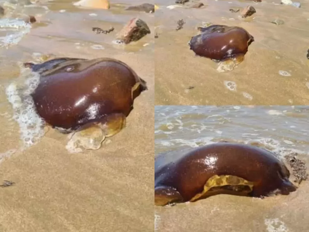 Penemuan makhluk misterius di pantai Australia. (Photo/Twitter/@Yogi_patel_888)