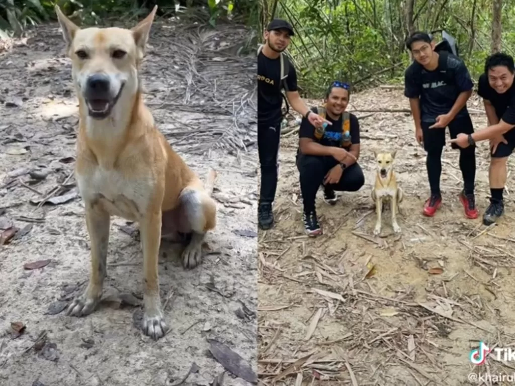 Seekor anjing yang dijuluki Pali viral karena kebaikannya. (Photo/TikTok/@khairulaming)