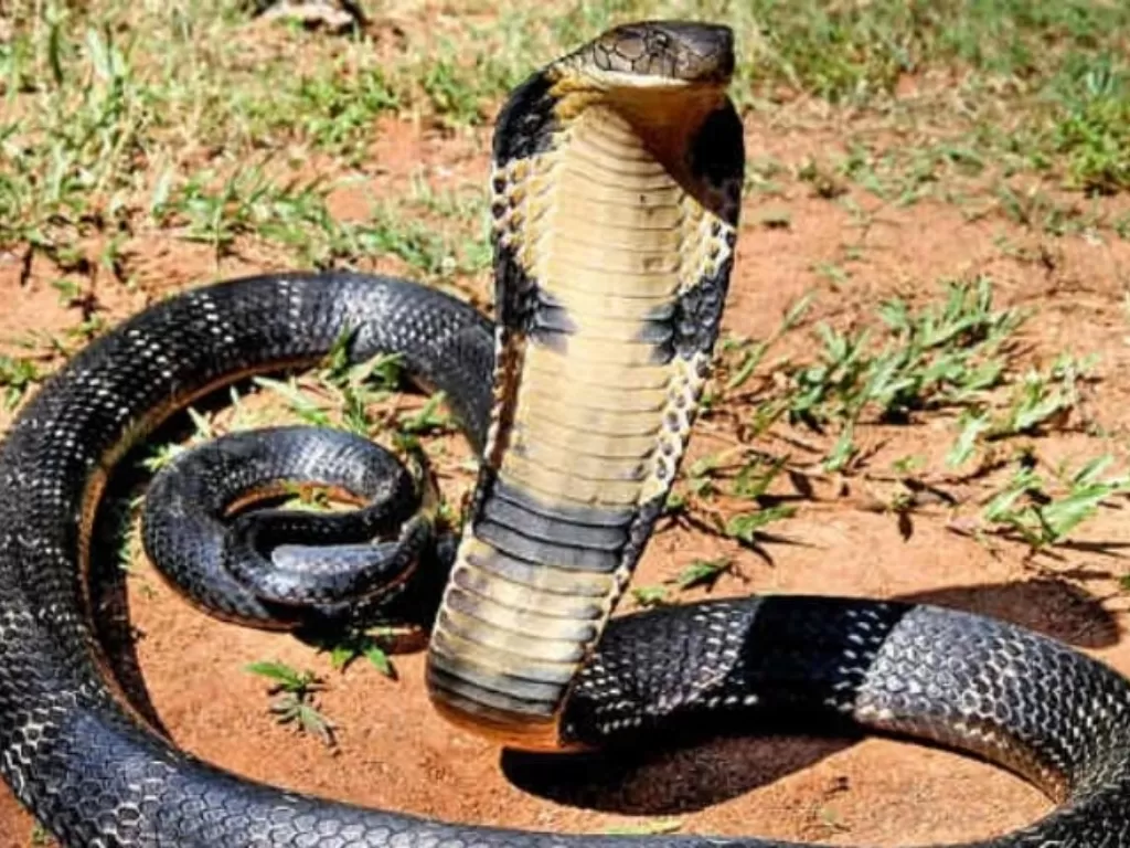 Ilustrasi ular kobra. (Istimewa)