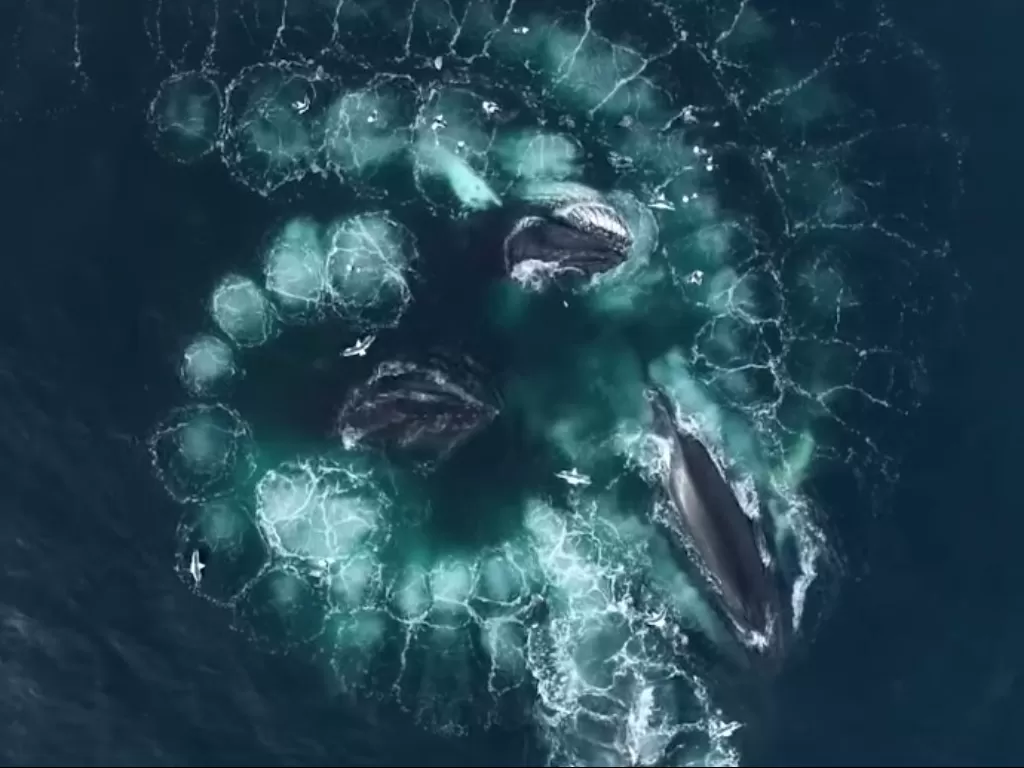 Video menakjubkan paus bungkuk memangsa pakai jaring gelembung. (Photo/YouTube/Caters Clips)