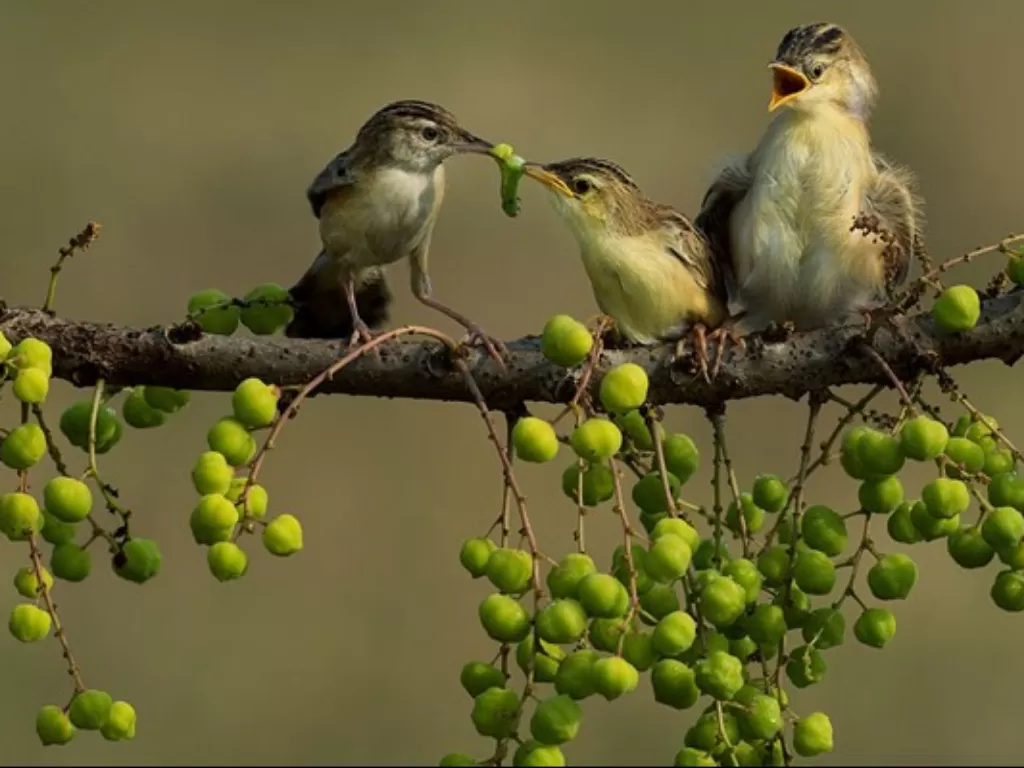 Burung mencari makan. (National Geographic)
