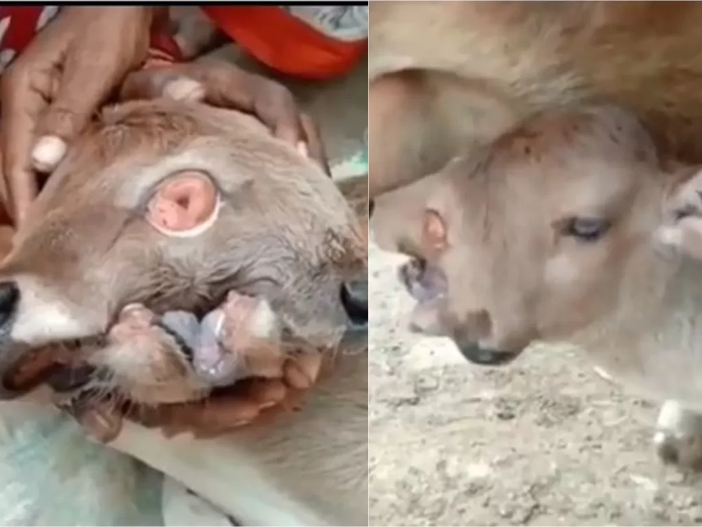 Seekor anak sapi lahir dengan berkepala dua dan tiga mata di Kampung Bijapura, Odisha, India (Istimewa)