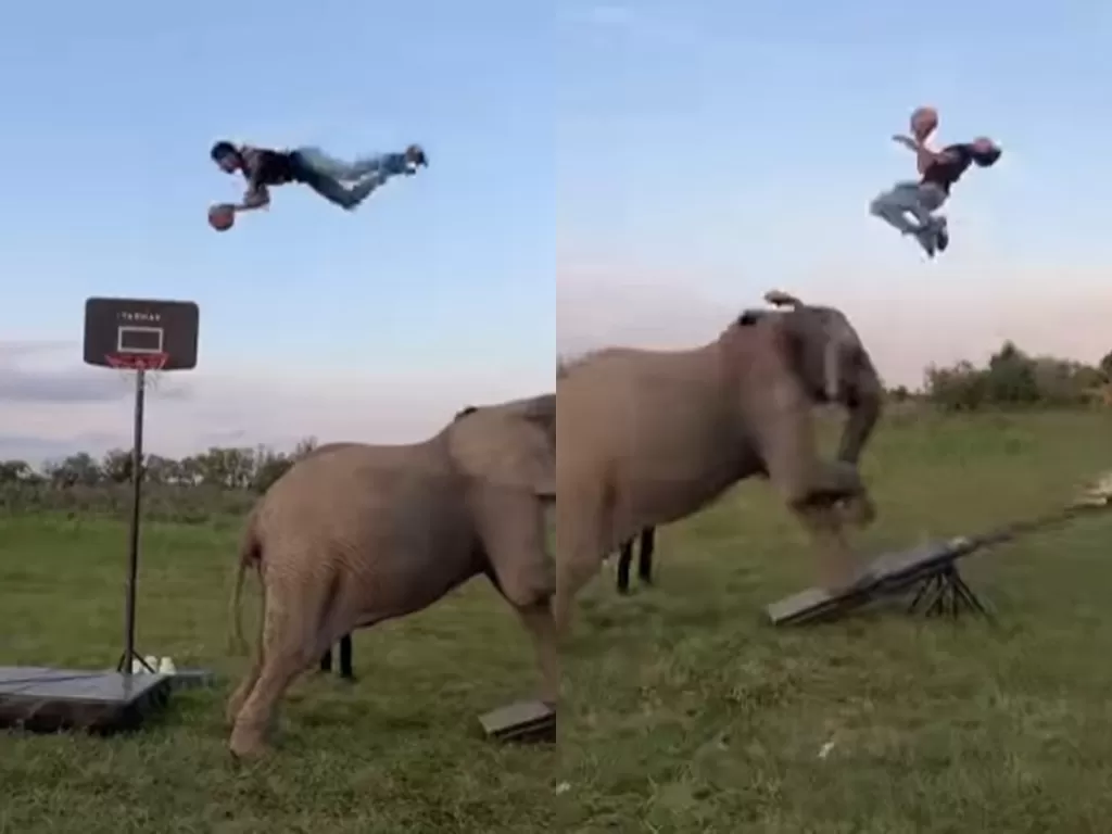 Pria ini melakukan trik slam dunk dengan bantuan gajah. (Photo/Instagram/@nickantonyan)