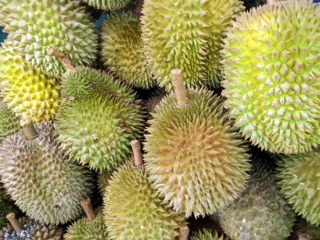 Ilustrasi buah durian. (Pixabay/PublicDomainPictures)