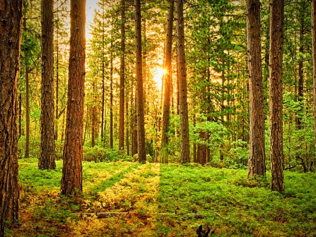 Ilustrasi hutan (Pexels/Snapwire)