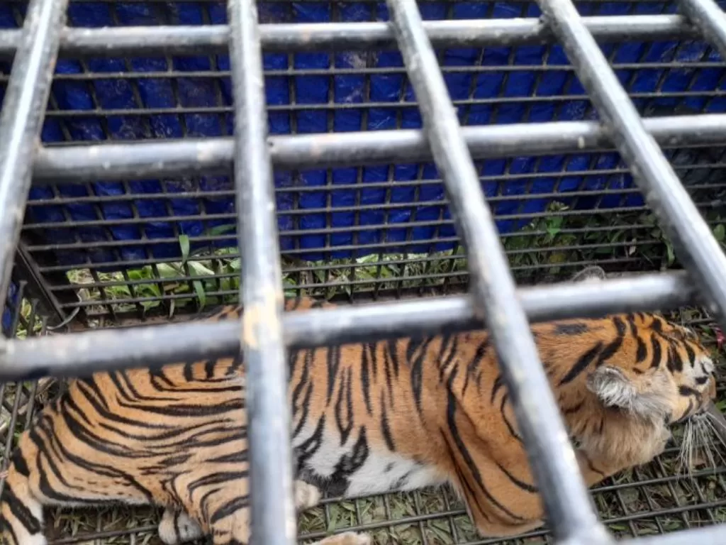 Harimau sumatera (Phantera tigris sumatrae) yang berhasil masuk perangkap BKSDA Jambi di Merangin, Jambi. (ANTARA/HO)