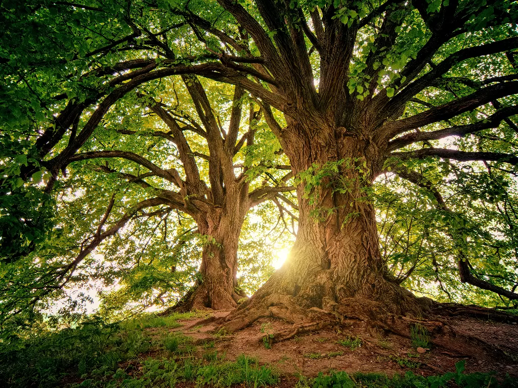 Pohon. (photo/Ilustrasi/Pexels/Johannes Plenio)