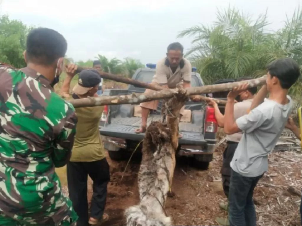 Kondisi harimau sumatera yang mati terjerat di kebun warga Desa Tanjung Leban, Kecamatan Bandar Laksamana, Kabupaten Bengkalis, Provinsi Riau. ANTARA/HO-BBKSDA Riau