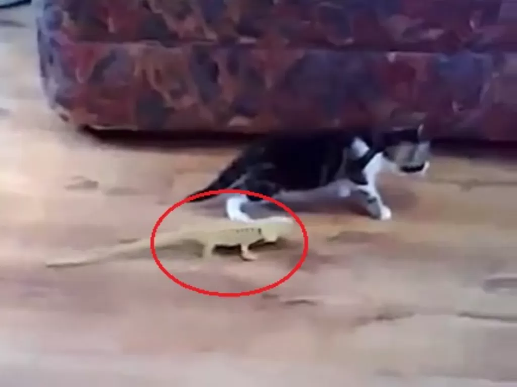 Anak kucing kaget dengan kemunculan seekor kadal di belakangnya. (Tiktok/@cotton3611).