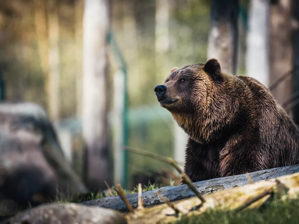 Beruang. (photo/Ilustrasi/Pexels/Janko Ferlic)