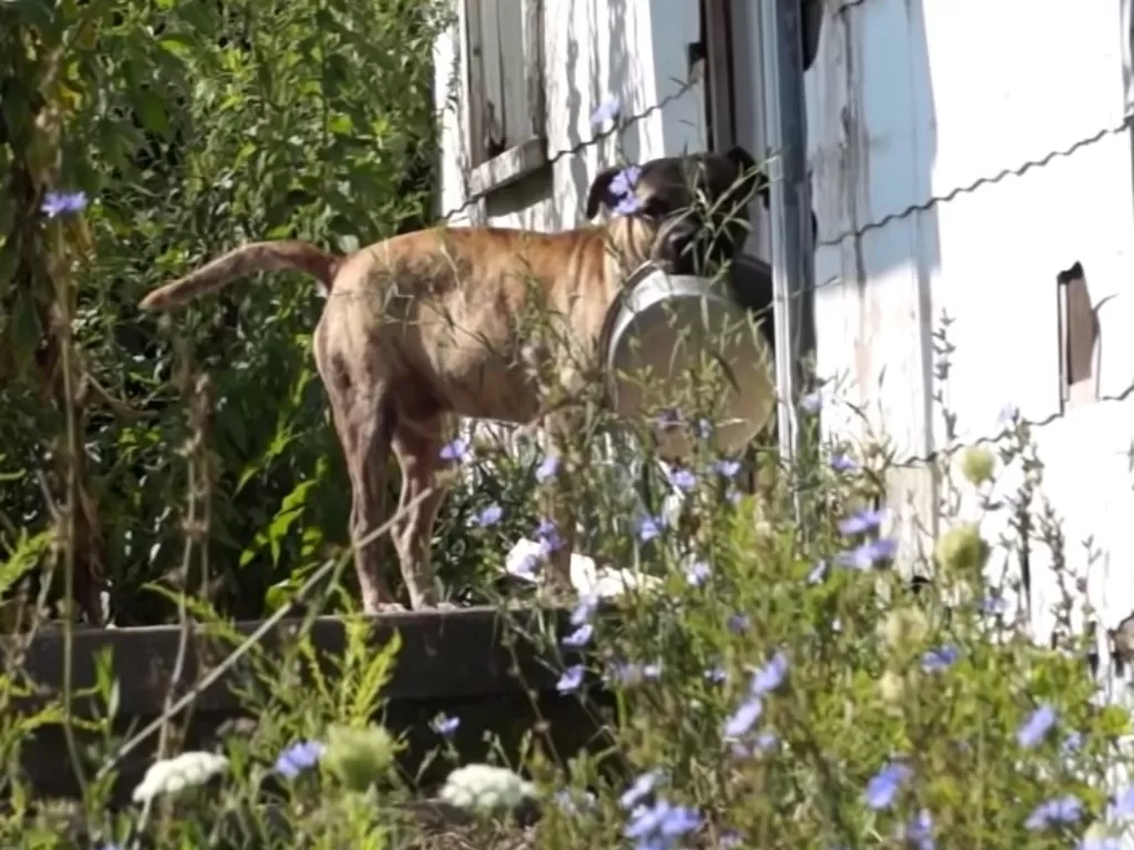 Seekor anjing yang membawa mangkuk kosong. (Photo/YouTube)