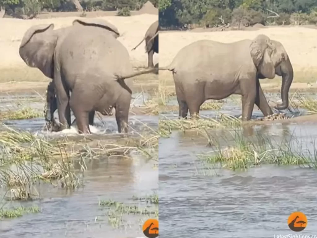 Seekor gajah membunuh buaya yang ingin menyerang anaknya. (Photo/YouTube/Latest Sightings)
