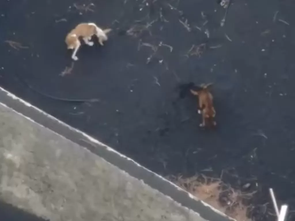 Dua anjing kelaparan terjebak akibat bencana gunung berapi La Palma. (Photo/YouTube/Leales org)