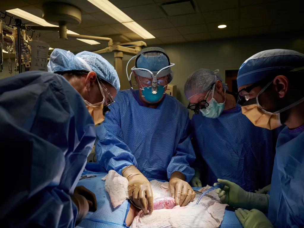 Proses transplantasi ginjal babi ke tubuh manusia. (Foto/ NYU Langone Health/Handout via REUTERS)